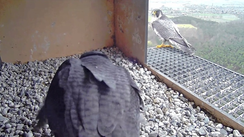 webcam vogelbescherming