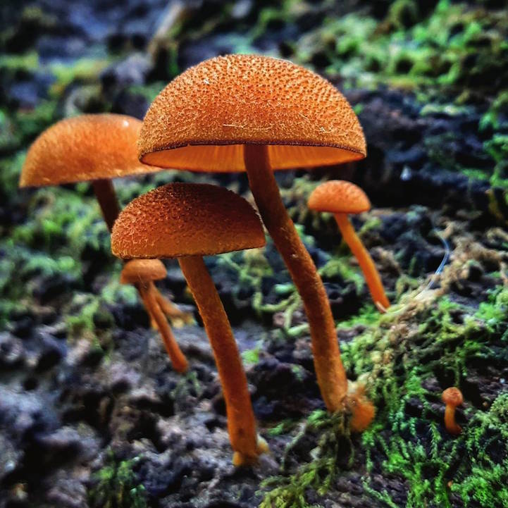 mushroom ninja13
