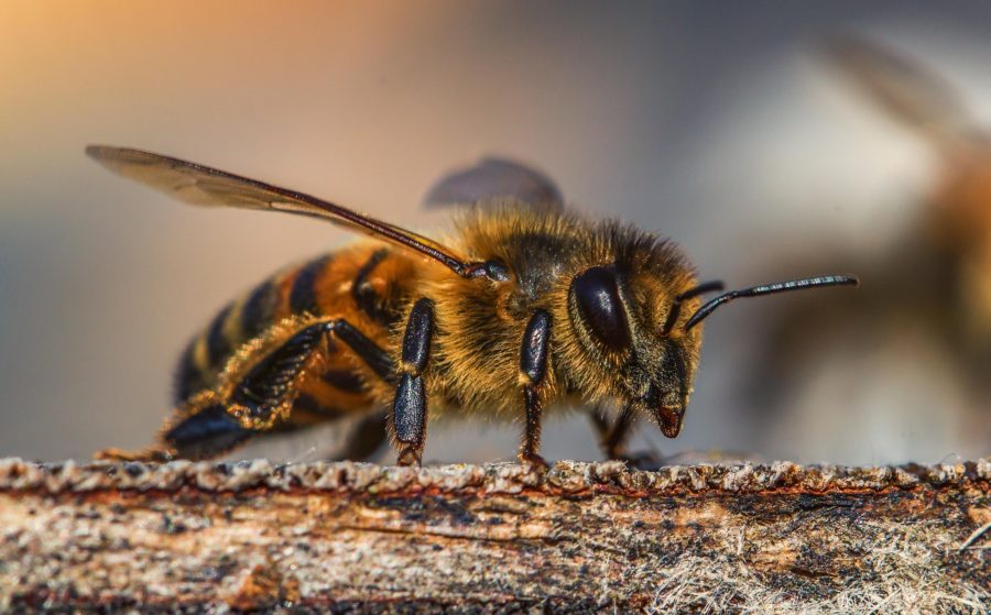 bijen en hommels