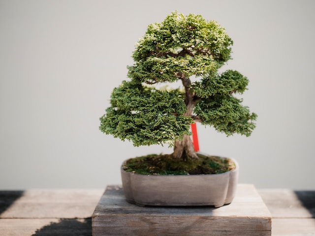 bonsai boom verzorgen