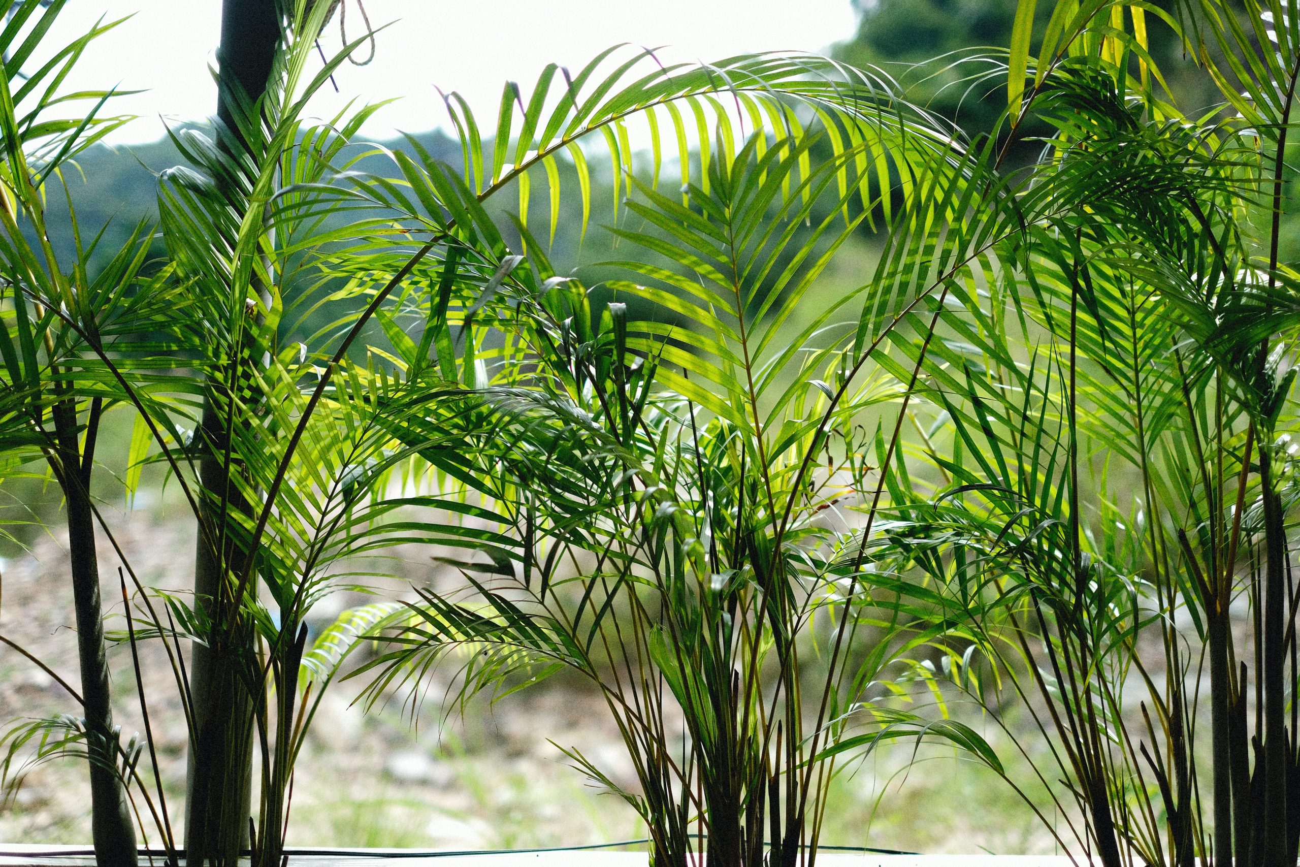 Palm planten