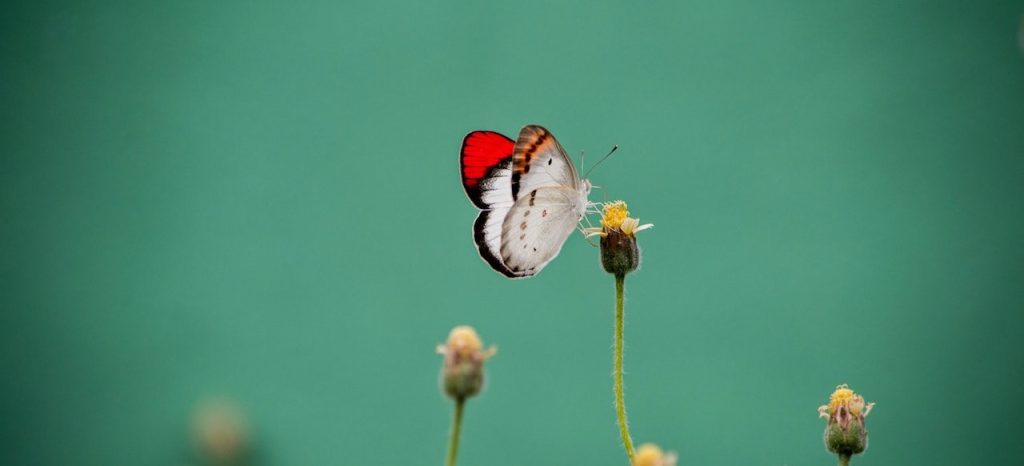 betekenis vlinder spiritueel